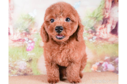 成約済の茨城県のトイプードル-284418の1枚目